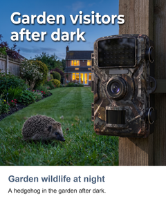 Wildlife trail camera with night vision: Garden wildlife at night