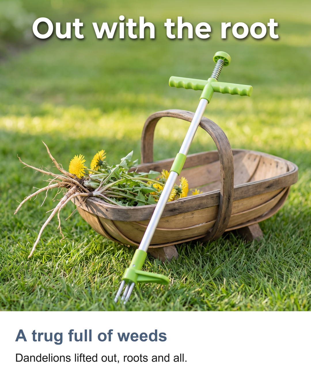 Stand up weed puller: A trug full of weeds